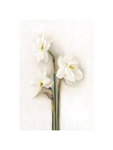 Afbeelding in Gallery-weergave laden, White Blossoms art print by Hercules, 12x16 inch with white border