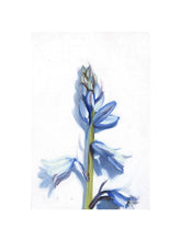 Afbeelding in Gallery-weergave laden, Blue Blossom art print by Hercules, 12x16 inch with white border