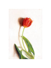 Load image into Gallery viewer, Red Tulip
